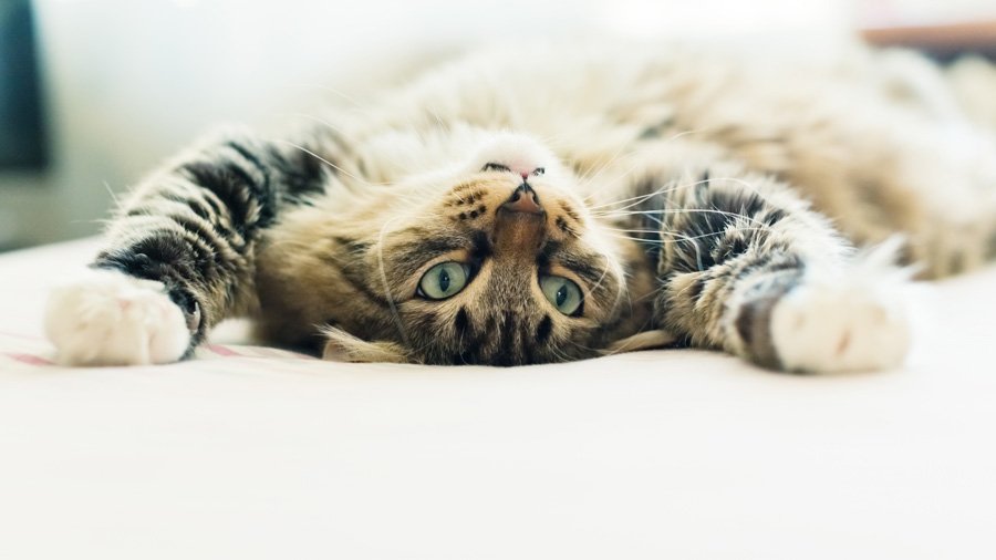 Чому коти муркочуть