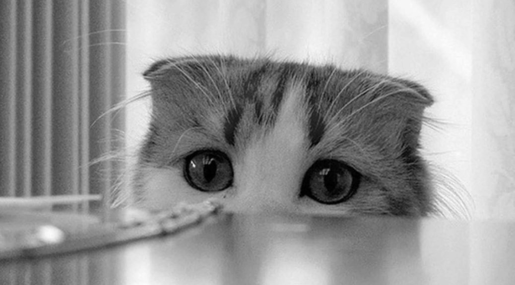 Чого не люблять коти та чому
