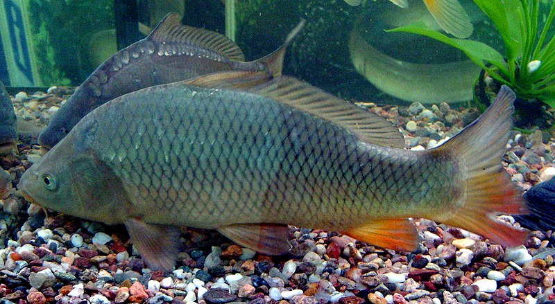 Цікаві факти про коропа